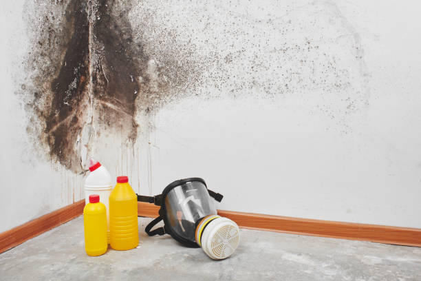 Best Local Mold Removal Service  in Boulder, MT