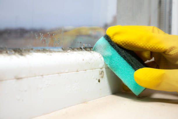 Best Professional Mold Removal  in Boulder, MT