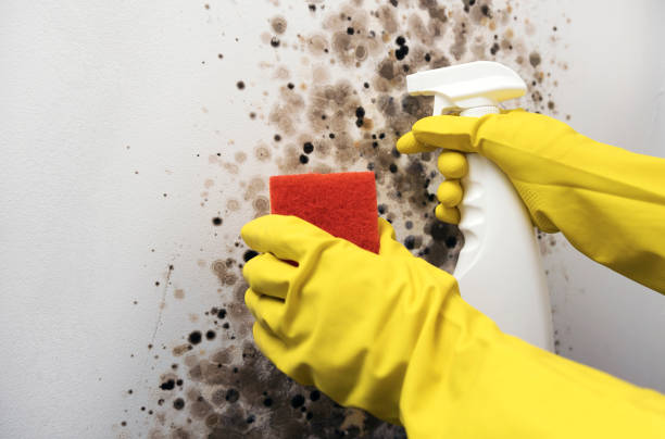 Best Office Mold Removal Services  in Boulder, MT