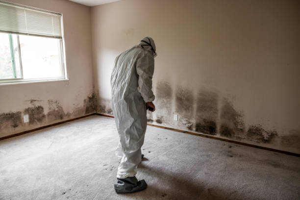 Best Mold Damage Repair  in Boulder, MT