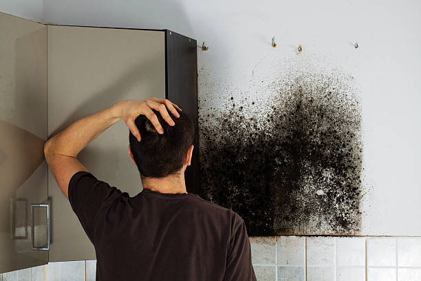 Reliable Boulder, MT Mold Removal Solutions